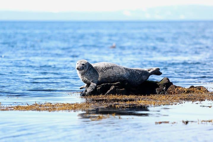 4-Day South Coast, Golden Circle & Snæfellsnes Iceland Tour with Glacier Hike photo 5