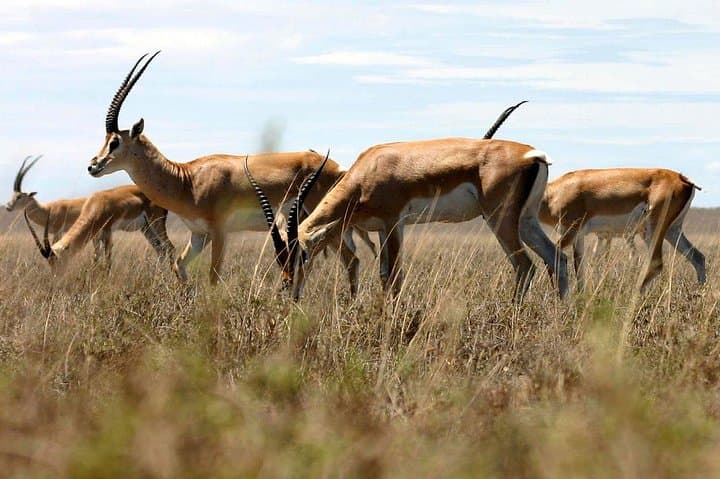 Conquering Mount Meru: 4-Day Trek to Socialist Peak in Arusha National Park photo 3