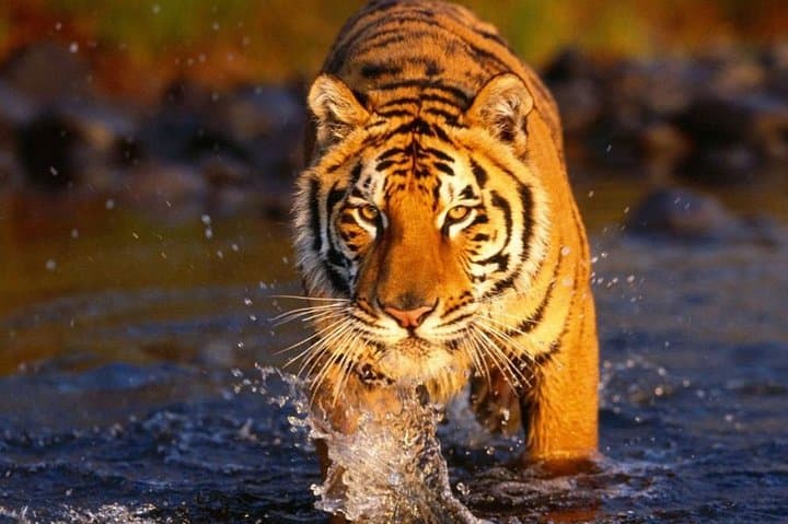 Golden Triangle & Ranthambore: 7-Day Delhi–Agra–Jaipur Wildlife and Heritage Circuit