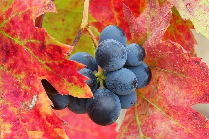 Private Valle de Uco Wine Tasting & Five‑Course Lunch — Mendoza Day Tour photo 6