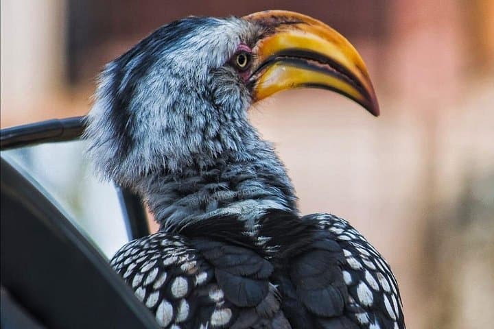 10-day Cape Town Kruger Johannesburg safari and city tour