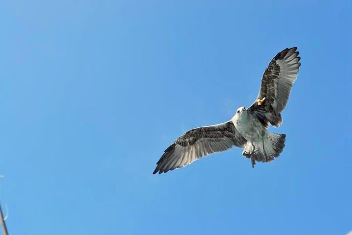 Tenerife 3-Hour Sail: Whales, Dolphins & Snorkel from Puerto Colón photo 5