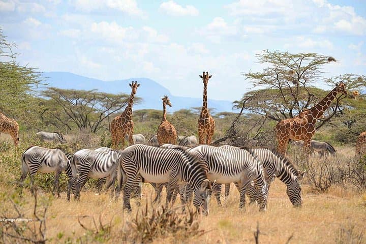 4-Day Mid-Range Serengeti Safari: Tarangire, Serengeti & Ngorongoro Crater photo 3