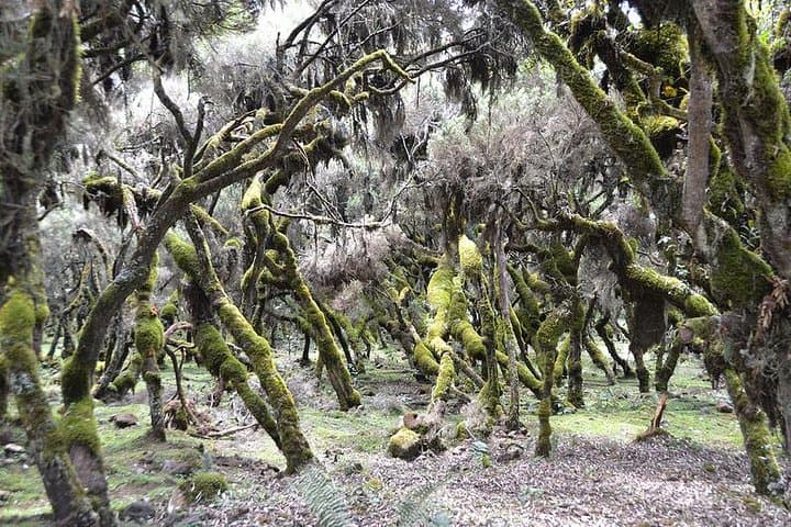 Bale Mountains 5-Day Trek: Ethiopian Wolves, Afro-Alpine Plateau & Harenna Forest