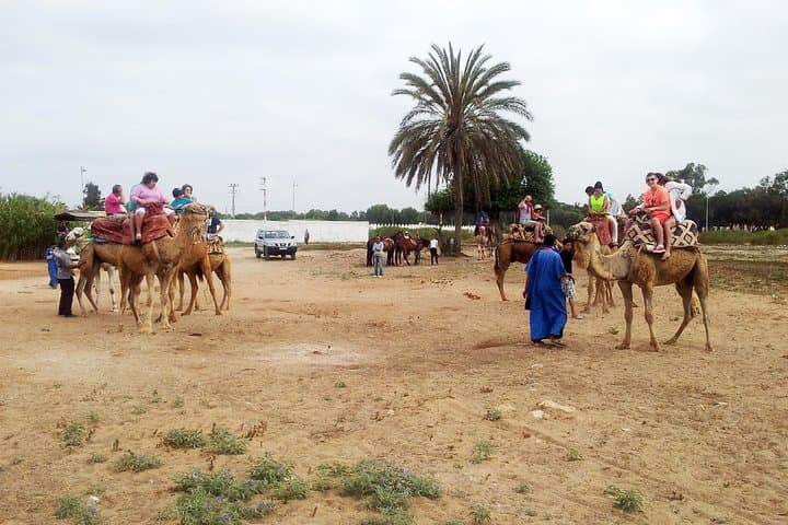 Agadir Camel Riding Tour — Eucalyptus Groves, Sand Dunes & Oued Souss Birdwatching photo 5