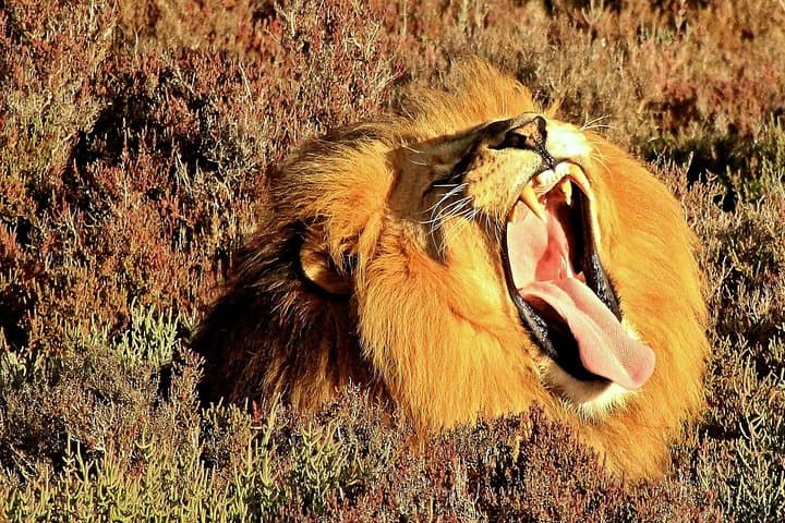 2-Day Western Cape Private Safari — Oudtshoorn & Garden Route Big Five Experience photo 3