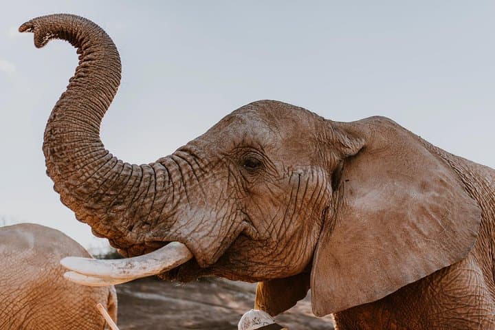 2-Day Western Cape Private Safari — Oudtshoorn & Garden Route Big Five Experience