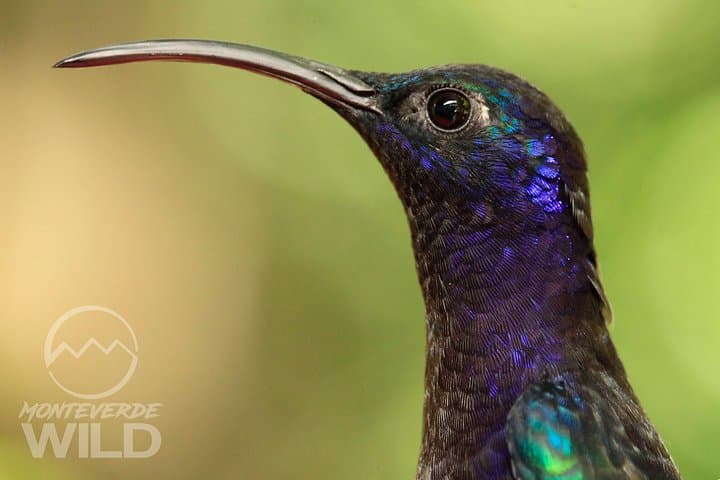 Monteverde Cloud Forest Birdwatching: Guided Tour to Curi Cancha
