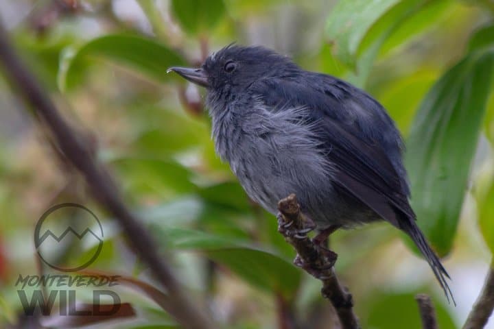 Monteverde Cloud Forest Birdwatching: Guided Tour to Curi Cancha photo 2