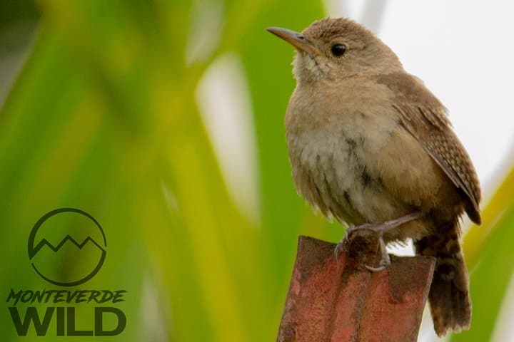 Monteverde Cloud Forest Birdwatching: Guided Tour to Curi Cancha photo 3