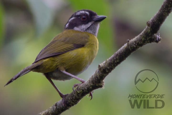 Monteverde Cloud Forest Birdwatching: Guided Tour to Curi Cancha photo 4