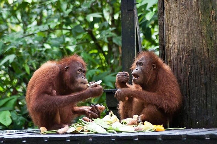 Sepilok Orangutan, Sun Bear & Labuk Bay Proboscis Monkey Day Tour from Sandakan photo 2