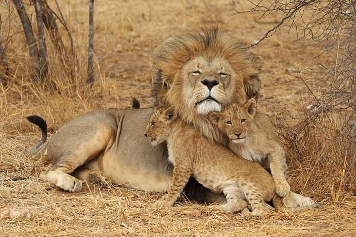 2-Day Tarangire and Ngorongoro Safari from Zanzibar