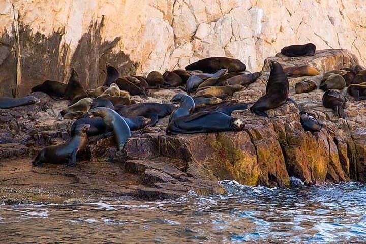 Glass-Bottom Boat to Lands End: Cabo San Lucas Arch & Sea Lion Tour photo 4