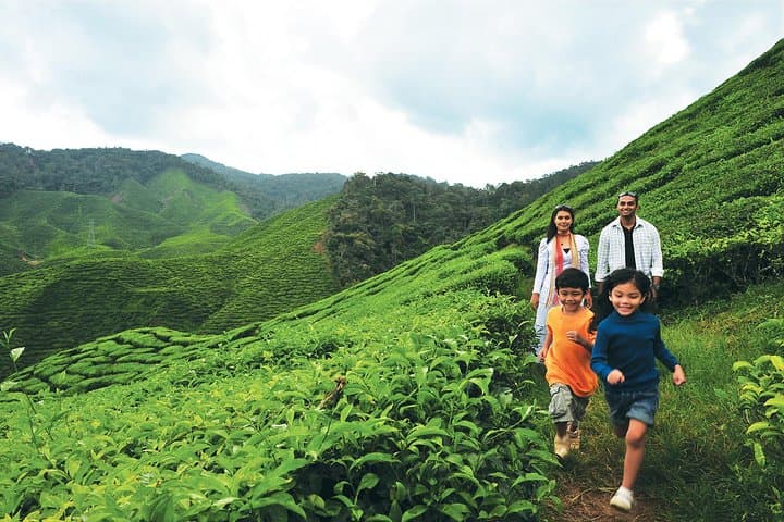 2-Day Cameron Highlands Escape from Kuala Lumpur — Tea Plantations, Farms & Cool-Climate Trails photo 2