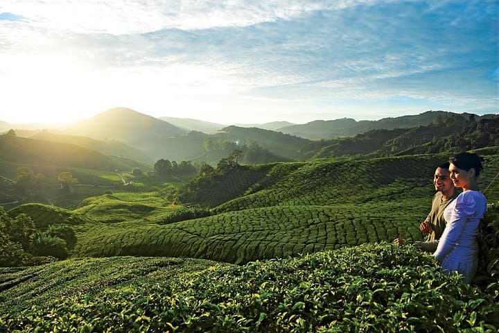 2-Day Cameron Highlands Escape from Kuala Lumpur — Tea Plantations, Farms & Cool-Climate Trails photo 1