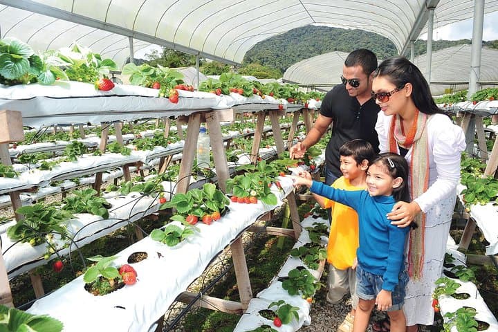 2-Day Cameron Highlands Escape from Kuala Lumpur — Tea Plantations, Farms & Cool-Climate Trails photo 4