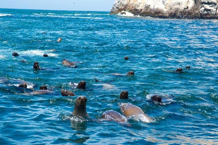 Swim with Sea Lions off Callao: Half-Day Boat Trip from Lima photo 4