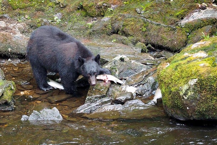 Traitors Cove Bear Viewing: Wild Alaska Floatplane Adventure