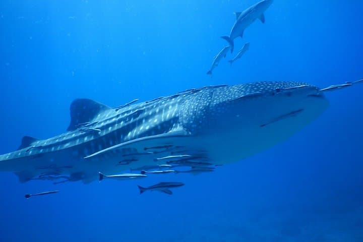 PADI Discover Scuba Dive Experience on Koh Chang: Two Open-Water Dives with Pool Prep photo 5