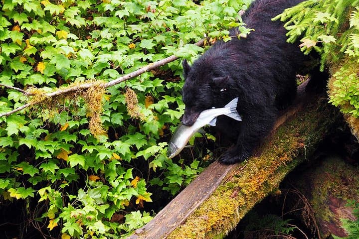 Traitors Cove Bear Viewing: Wild Alaska Floatplane Adventure photo 2
