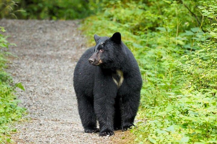 Traitors Cove Bear Viewing: Wild Alaska Floatplane Adventure photo 3