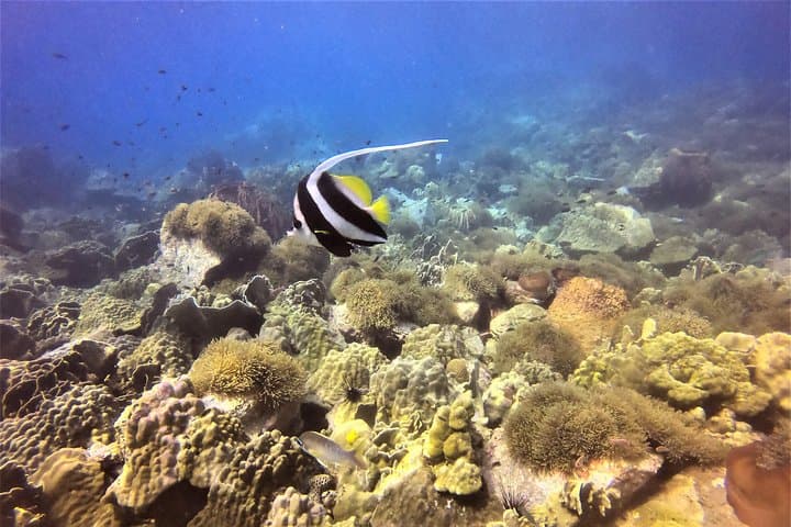 PADI Discover Scuba Dive Experience on Koh Chang: Two Open-Water Dives with Pool Prep photo 3