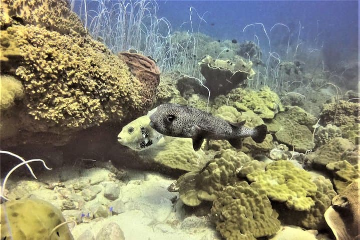 PADI Discover Scuba Dive Experience on Koh Chang: Two Open-Water Dives with Pool Prep photo 4