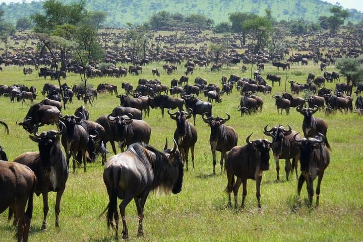 3-Day Masai Mara Flying Safari from Nairobi photo 6
