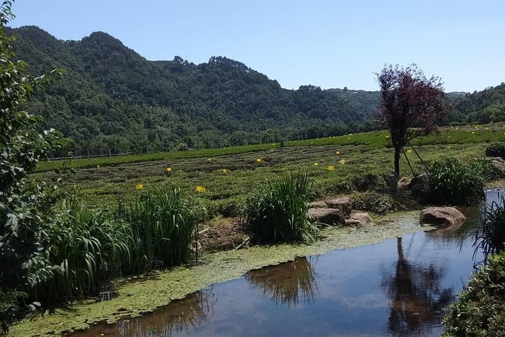 Zen Temple Visit and Longjing Tea Tasting — Day Tour in Hangzhou