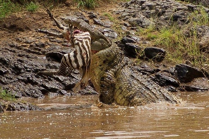 3-Day Masai Mara Flying Safari from Nairobi photo 2