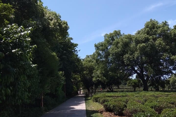 Zen Temple Visit and Longjing Tea Tasting — Day Tour in Hangzhou photo 2