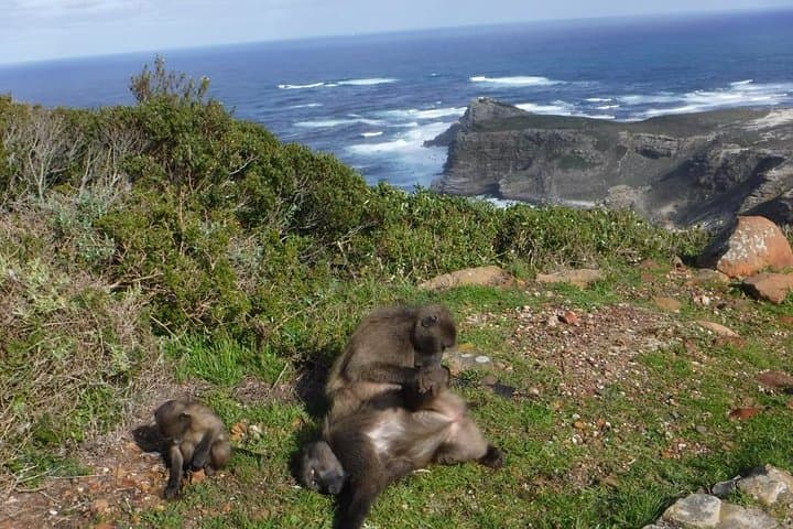 Cape Point & Cape of Good Hope Private Full-Day Tour from Cape Town photo 2