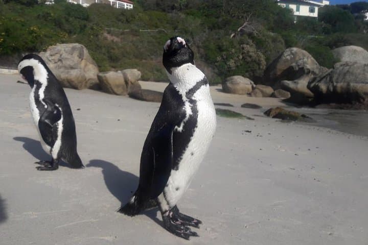 Cape of Good Hope Hike: Cape Point & Boulders Beach Penguins — Private Full-Day photo 3