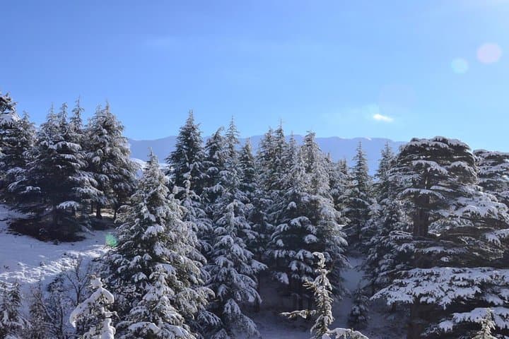 Full-Day Private Tour to Qadisha Valley, Bcharre & Cedars from Beirut photo 4