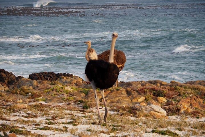 Cape of Good Hope Hike: Cape Point & Boulders Beach Penguins — Private Full-Day photo 5
