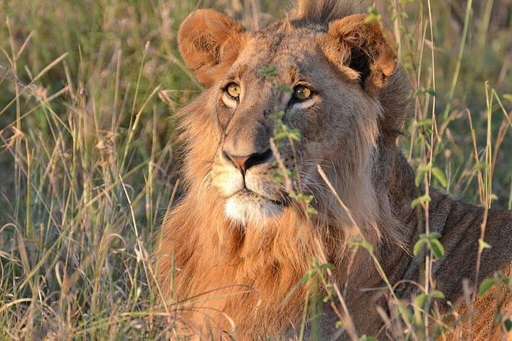 One-Day Tsavo East Safari from Diani or Mombasa — Full-Day Game Drive photo 4