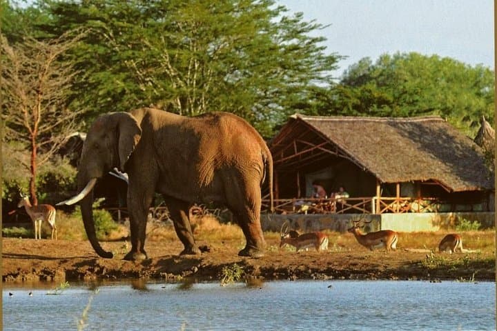 4-Day Tsavo & Amboseli Safari from Mombasa — Mzima Springs, Kilimanjaro Views & Big Game photo 5