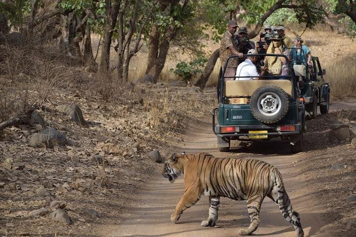 2-Day Private Ranthambhore Tiger Safari from Jaipur photo 3