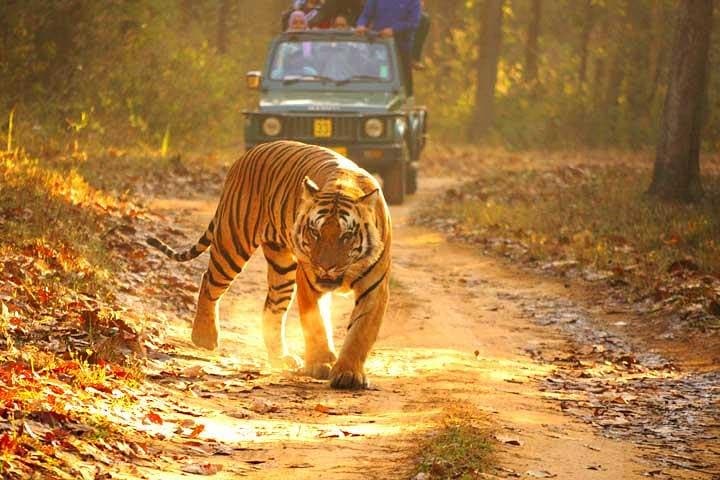 2-Day Private Ranthambhore Tiger Safari from Jaipur photo 4