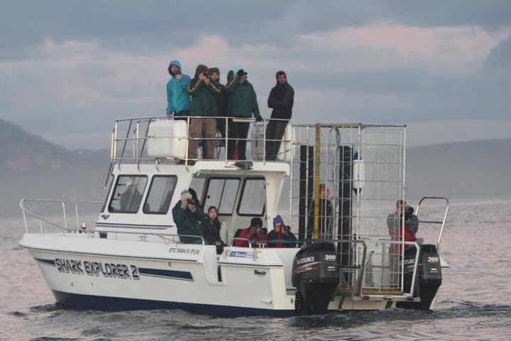 Shark cage diving in Gansbaai — Cage and boat viewing at Shark Alley photo 3