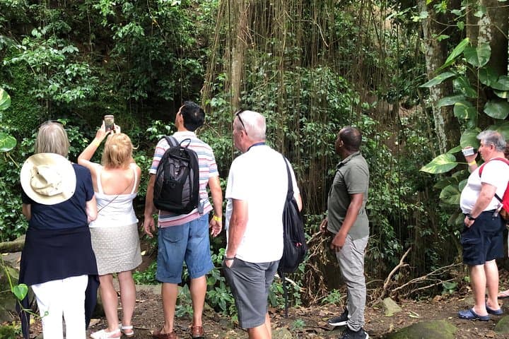 Rainforest and Coastal Safari: St. Kitts Open‑Air Rainforest Tour