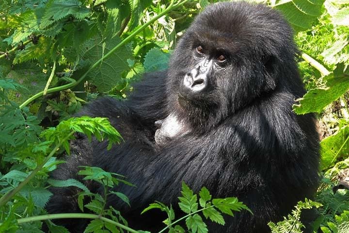 Gorilla Tracking in Bwindi: 2-Day Trek from Kigali to Mountain Gorillas photo 3
