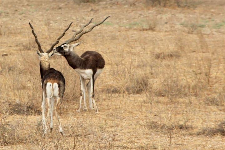 Bishnoi Village Safari: Cultural Day Tour & Wildlife Experience from Jodhpur photo 2