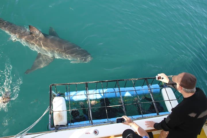Shark cage diving in Gansbaai — Cage and boat viewing at Shark Alley photo 1