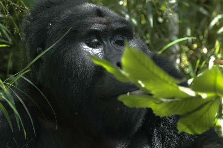 3-Day Bwindi Gorilla Trek and Lake Bunyonyi Canoe Escape photo 3
