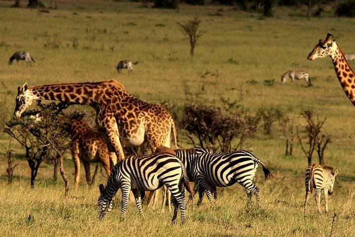 Wildlife Safari Expedition: 4-Day Journey Through Kenya’s Animal Kingdom