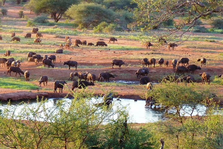 Wildlife Safari Expedition: 4-Day Journey Through Kenya’s Animal Kingdom photo 2