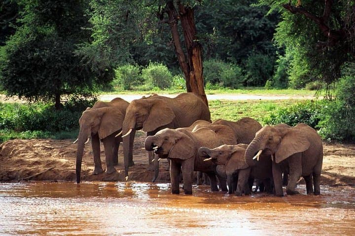 7-Day Big Five Safari from Mombasa: Ngutuni, Taita Hills, Amboseli & Tsavo photo 3