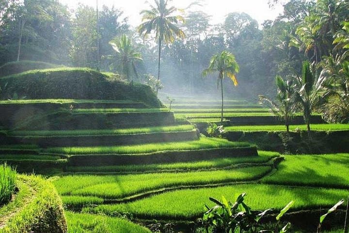 Ubud Private Day Tour — Batuan Temple, Tegenungan Waterfall & Goa Gajah (Elephant Cave) photo 3